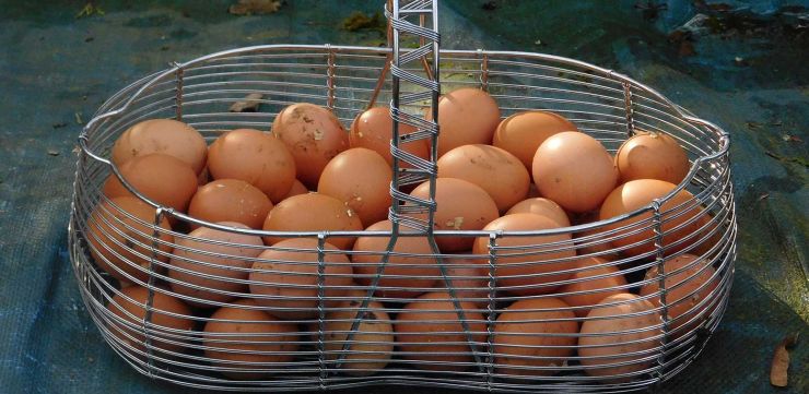 basket-of-eggs.jpg