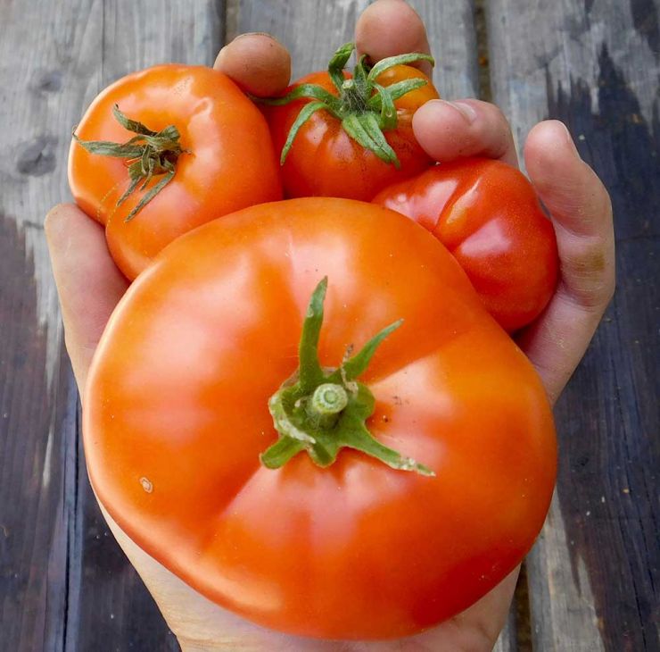 hand-tomatoes.jpg